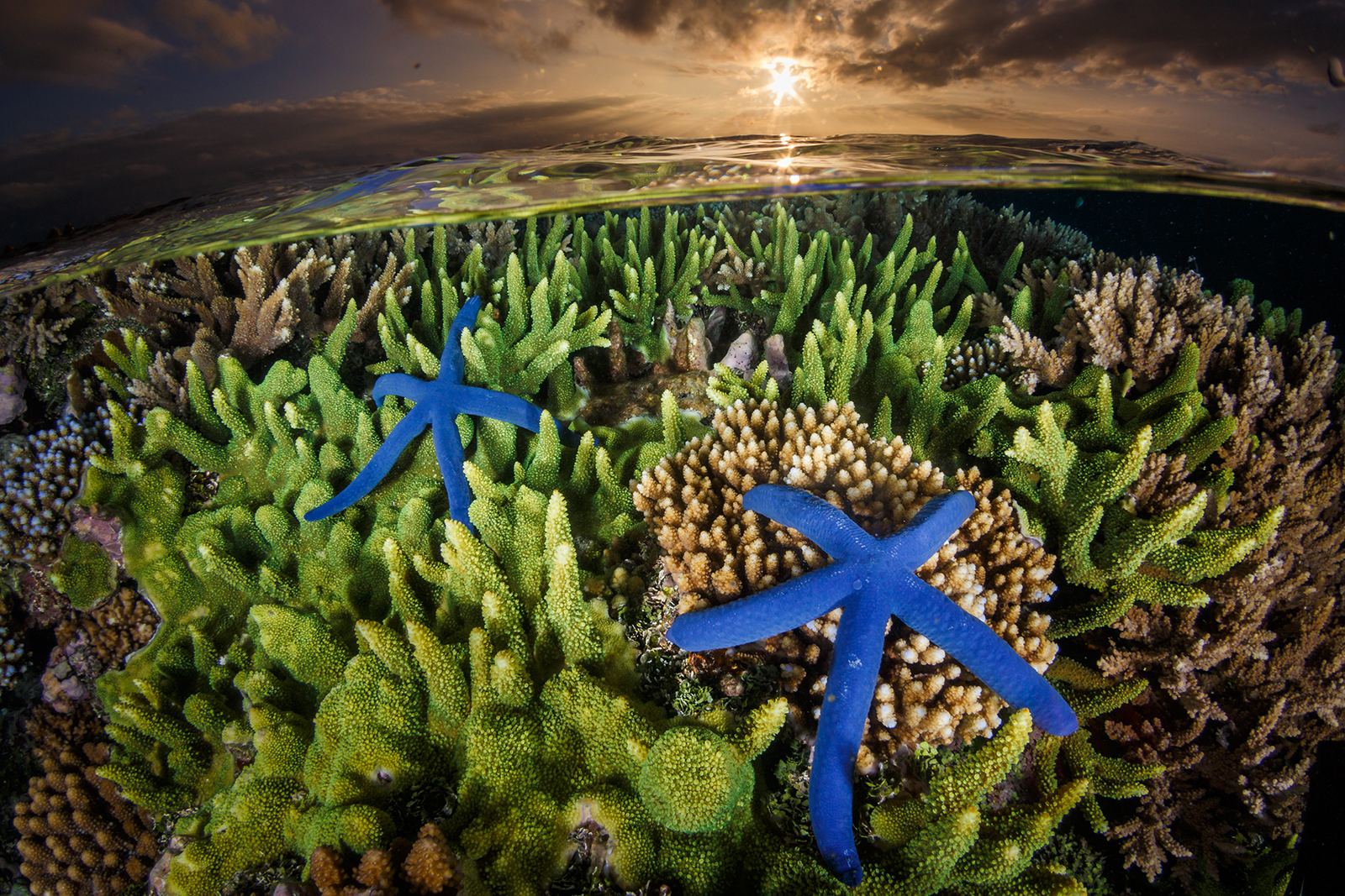 A coral reef in Indonesia. Photo by Grant Thomas / Coral Reef Image Bank.