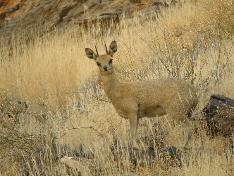 A klipspringer in Namibia. Photo by Frank Vassen via Flickr. (CC BY 2.0)