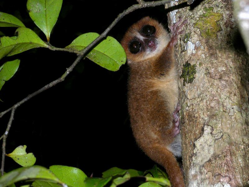 Brown Mouse Lemur, Nosy Mangabe, Madagascar. Frank Vassen Flickr CCBY2.0