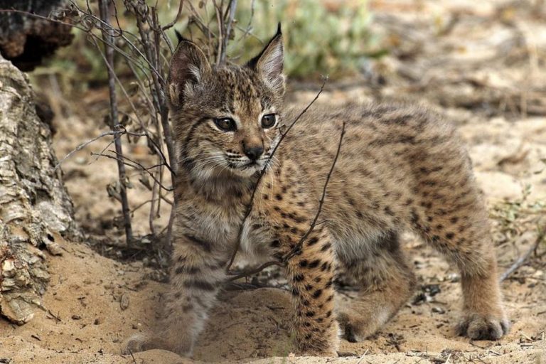 An Iberian lynx (Lynx pardinus) cub. Less than 100 individuals remained in 2002. Now there are around 400. Image by Ex-Situ Conservation Program of the Iberian Lynx via Wikimedia Commons (CC BY 3.0 ES).